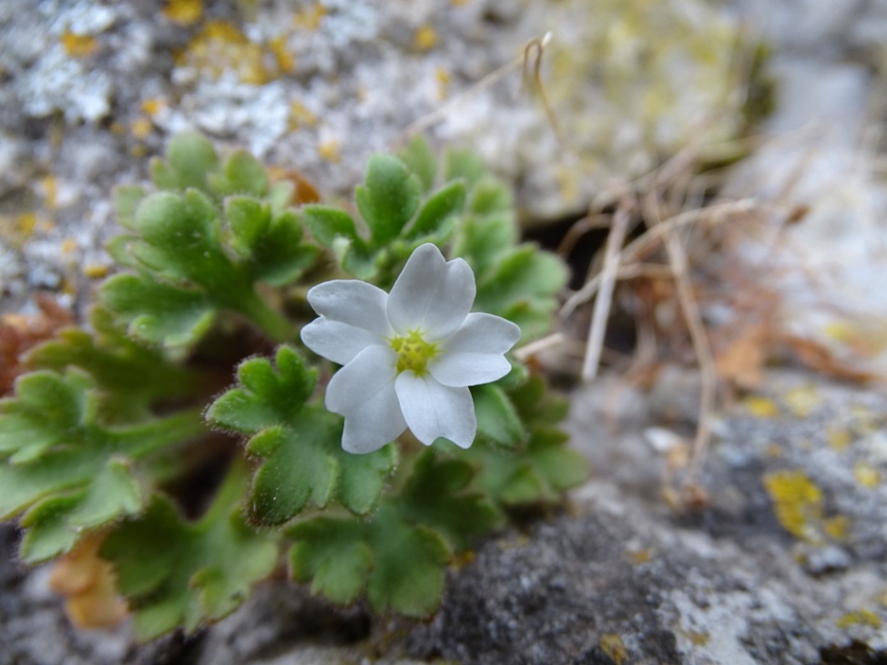 Saxifraga petraea / Sassifraga dei muri